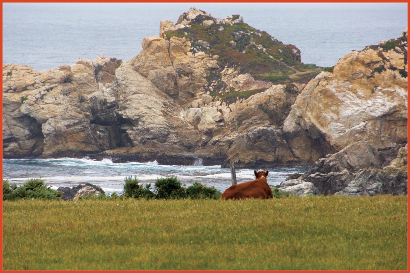 image of a cow sitting in a field next to the ocean