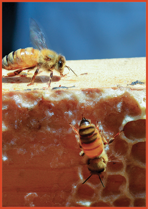 image of two bees on top of a honeycomb