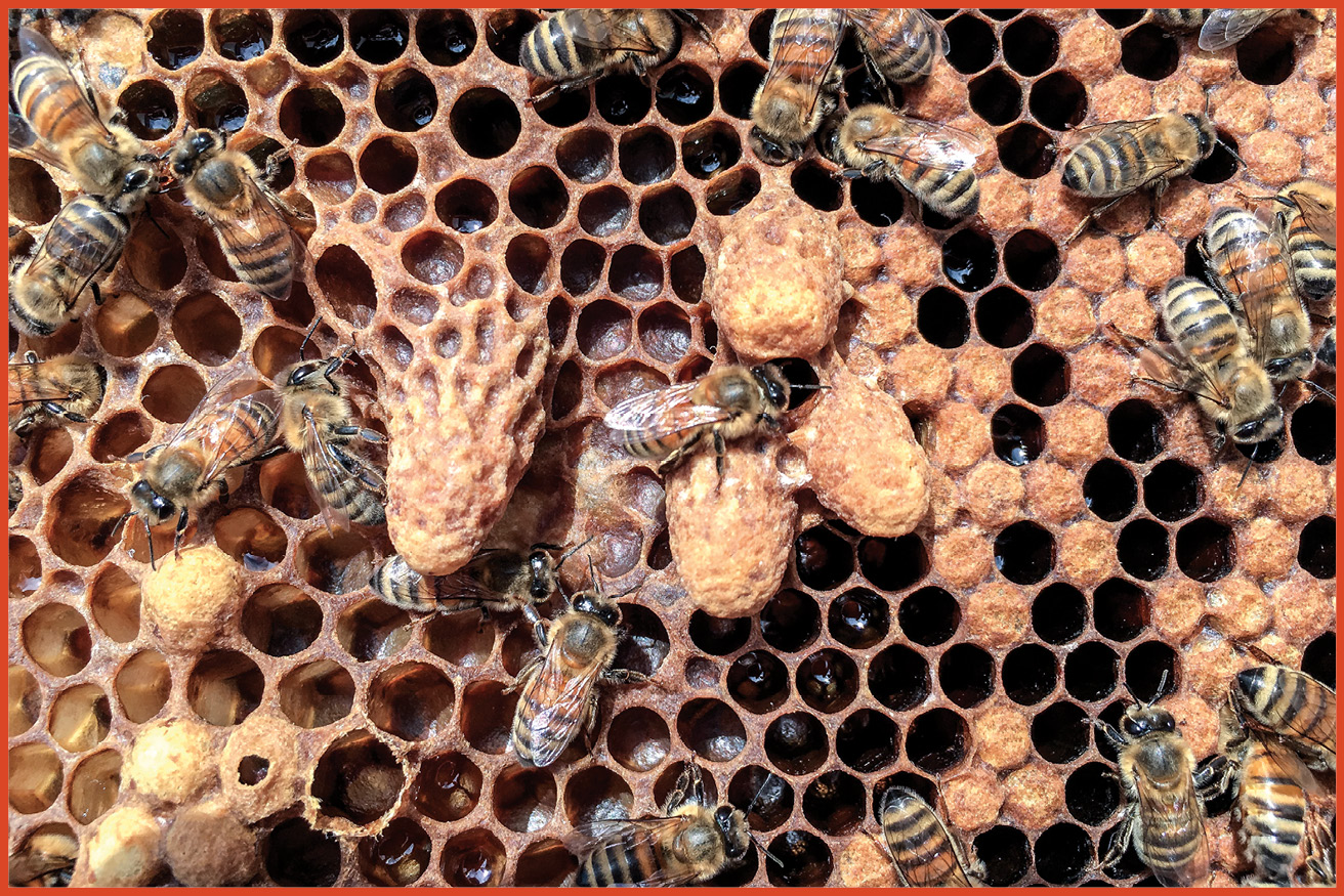 image of different cells inside a beehive with bees crawling over them