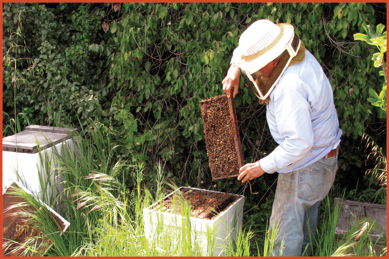 image of old man wearing protective gear checking a beehive frame