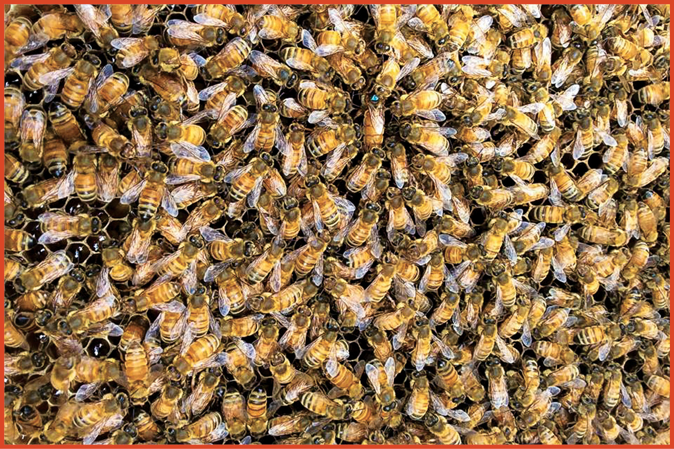 image of queen bee surrounded by worker bees inside a beehive