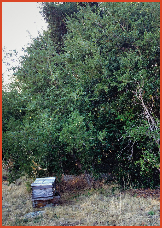 image of box next to a forest