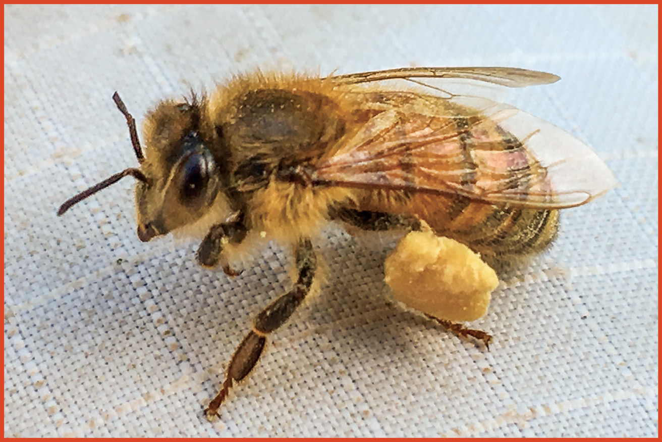 image of single bee