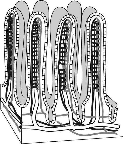 Figure 3-1: The villi of your small intestine.