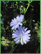 Chicory.jpg