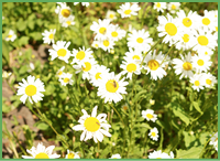 Oxeye%20Daisy.jpg