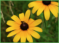 blackeyedsusan.jpg