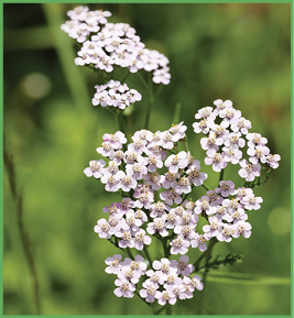 yarrow.jpg