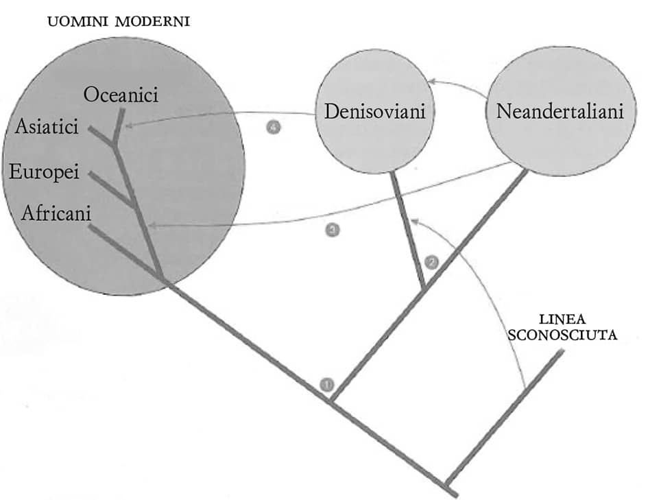 Gli esseri umani attuali custodiscono nel loro genoma i contributi di molte linee fossili.