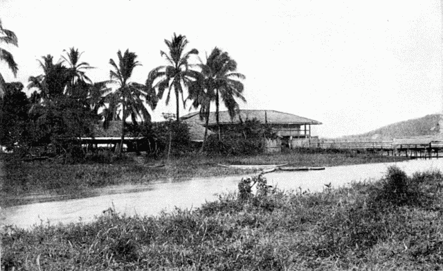 Illustration: A TROPICAL BUNGALOW AND PALMS.