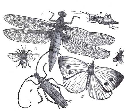 INSECTS