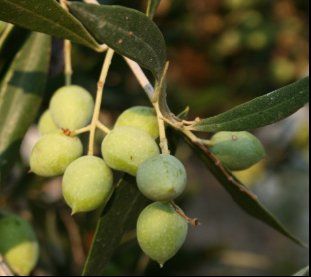 C:\Documents and Settings\User\My Documents\My Pictures\Watching The Olives Grow\Book 201 to 250\213.jpg