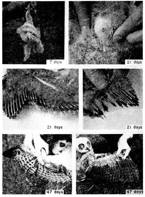 Fig. 5. Young Great Horned Owl hatched in 1946. Upper row: Ventral views showing scar of yolk sac and ventral side of wing. Middle row: Ventral (left) and dorsal view of wing at 21 days. Bottom row: Ventral (left) and dorsal view of wing at 47 days. Photographs by João Moojen.