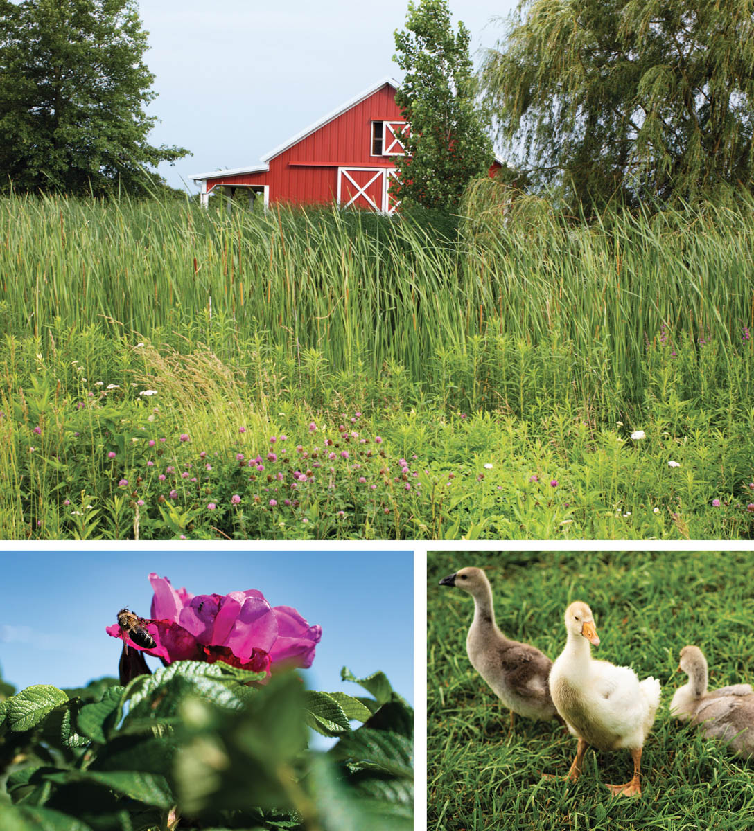 A lush field of flowers and grasses behind a barn; a bee on a flower; a trio of ducklings.