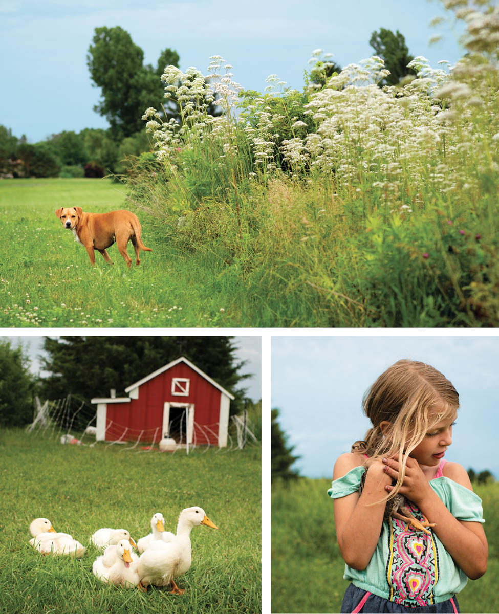 A dog in a meadow, a family of young ducks, and a girl holding up a duckling.