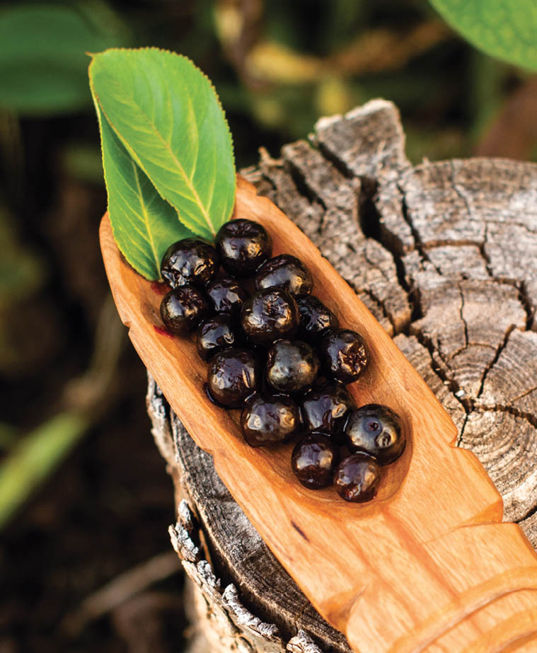 Freshly picked aronia berries and leaves.