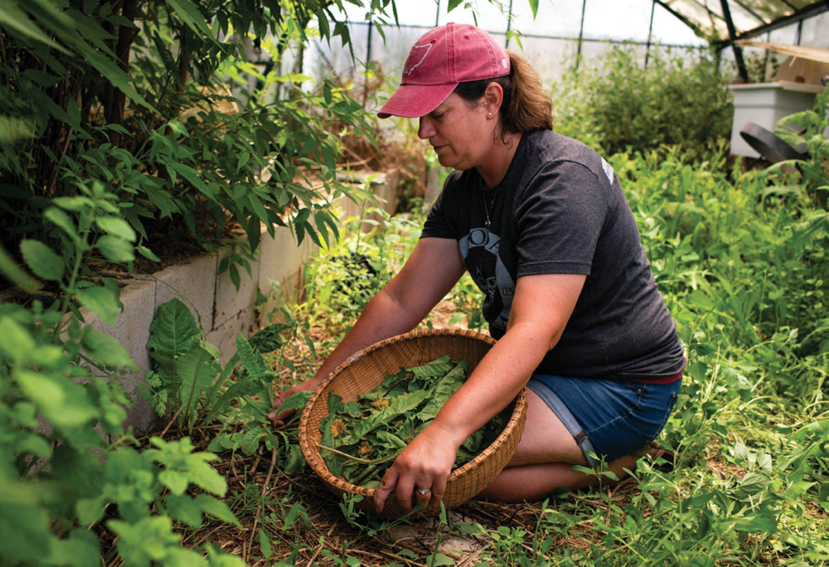 A woman harvested leaves and herbs.