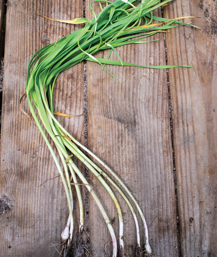 Freshly picked garlic.