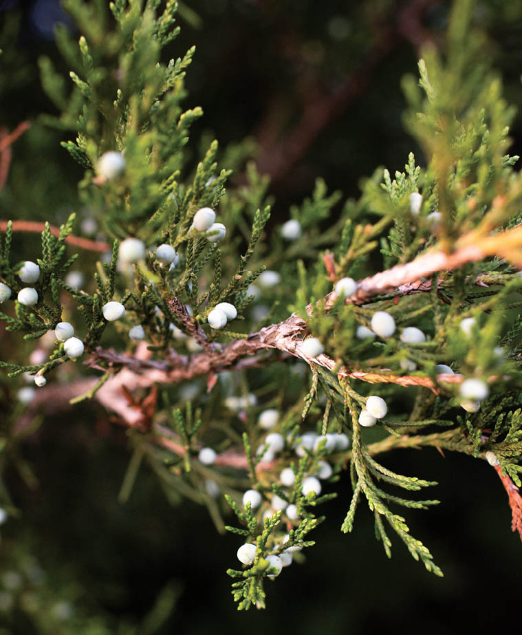 Juniper berries on the plant.