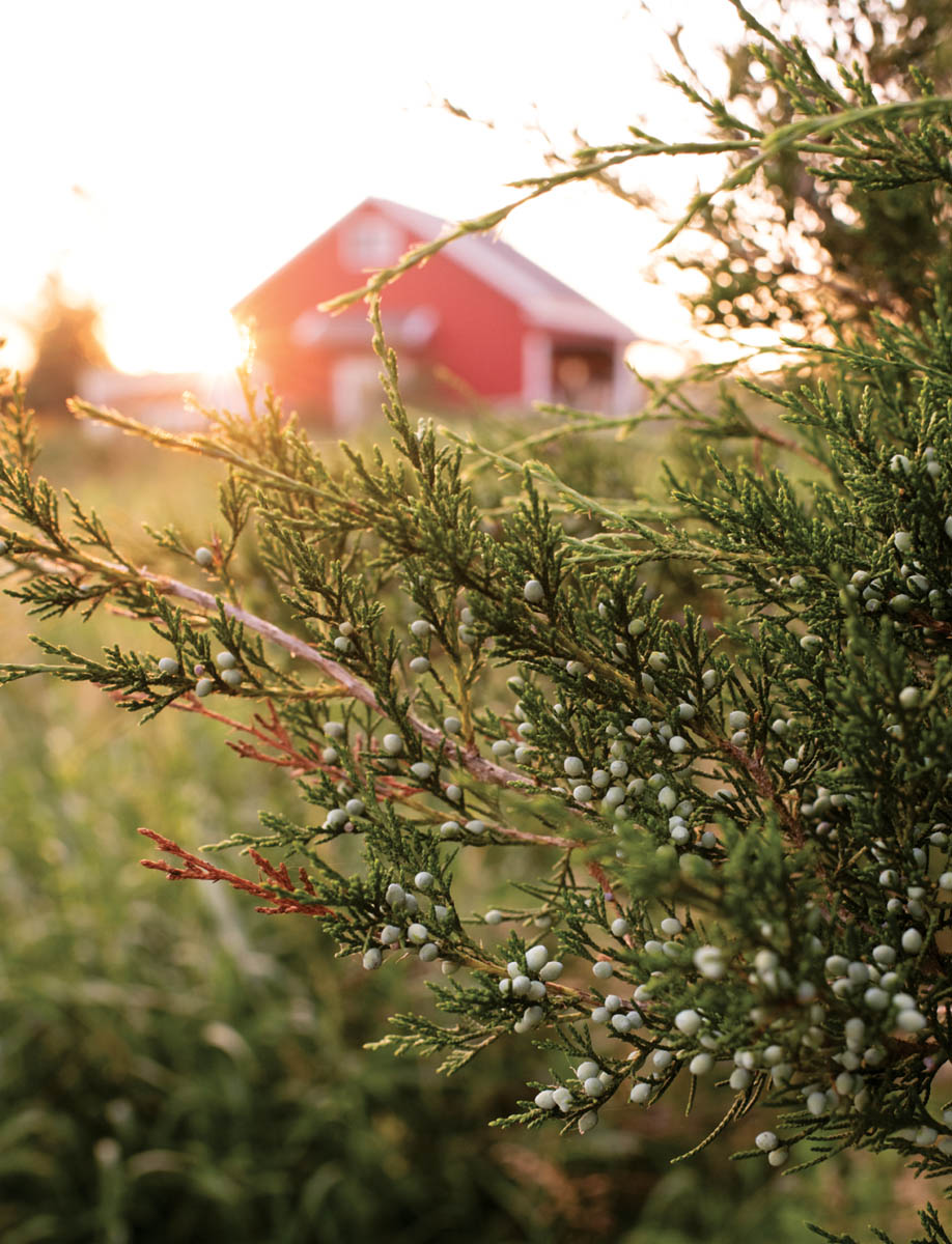 Juniper berries at a farm.