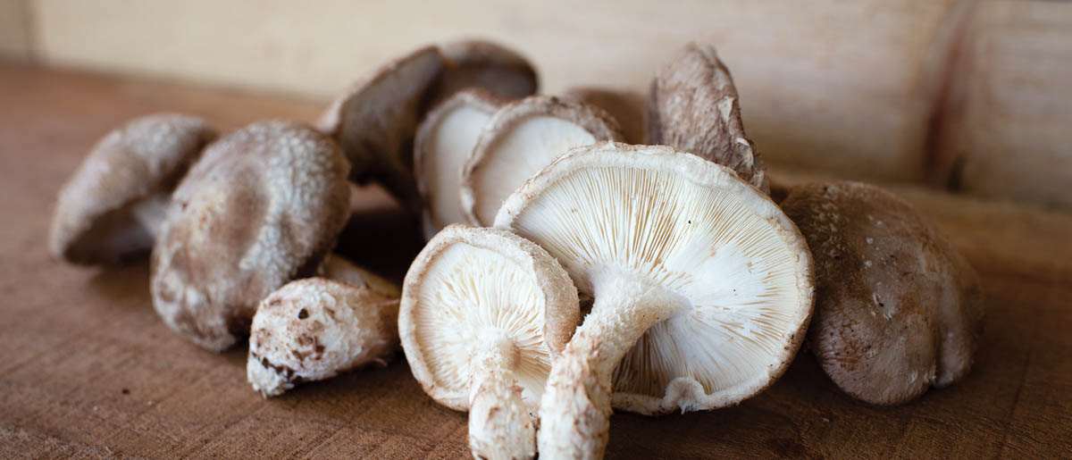 Freshly picked shiitake mushrooms.