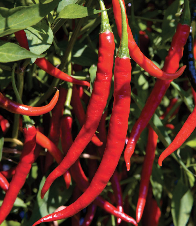 Red cayenne peppers on the plant.