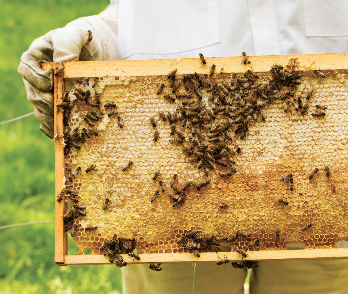 A beekeeper holding up a tray of honeycomb.