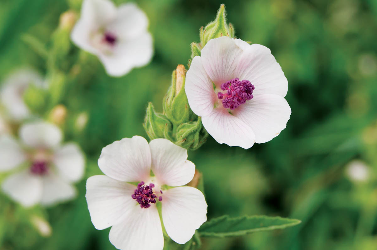 Marshmallow flowers.