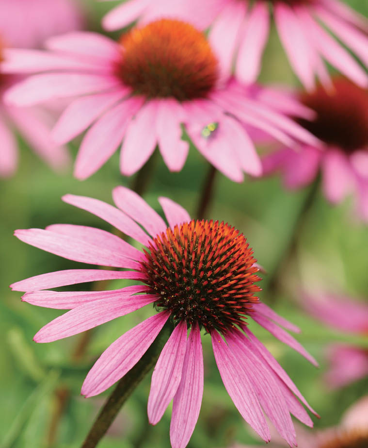 Echinacea flowers.