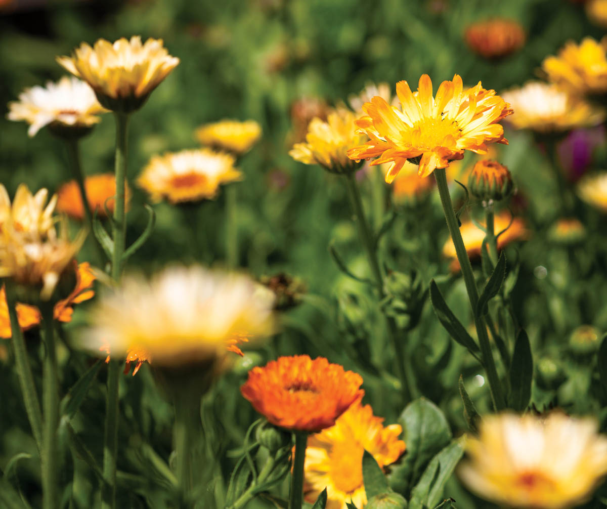 Yellow and gold flowers.