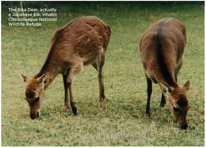 The Sika Deer, actually a Japanese Elk, inhabit Chincoteague National Wildlife Refuge.