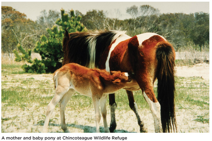 A mother and baby pony at Chincoteague Wildlife Refuge