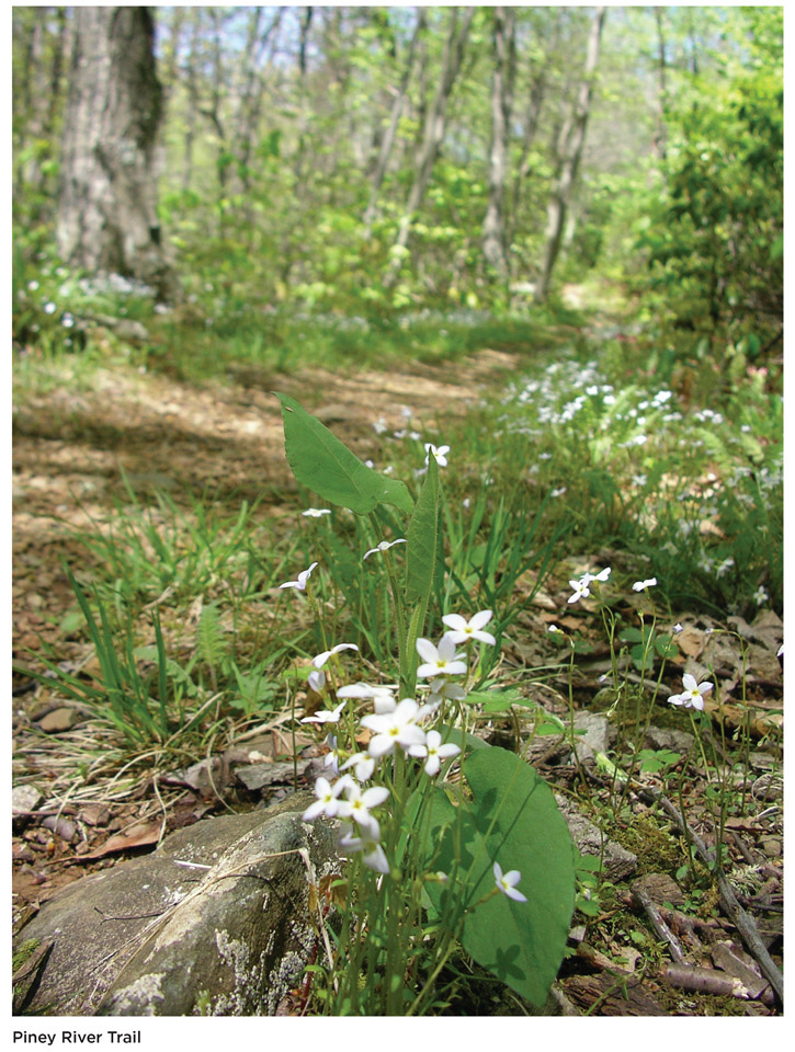 Piney River Trail