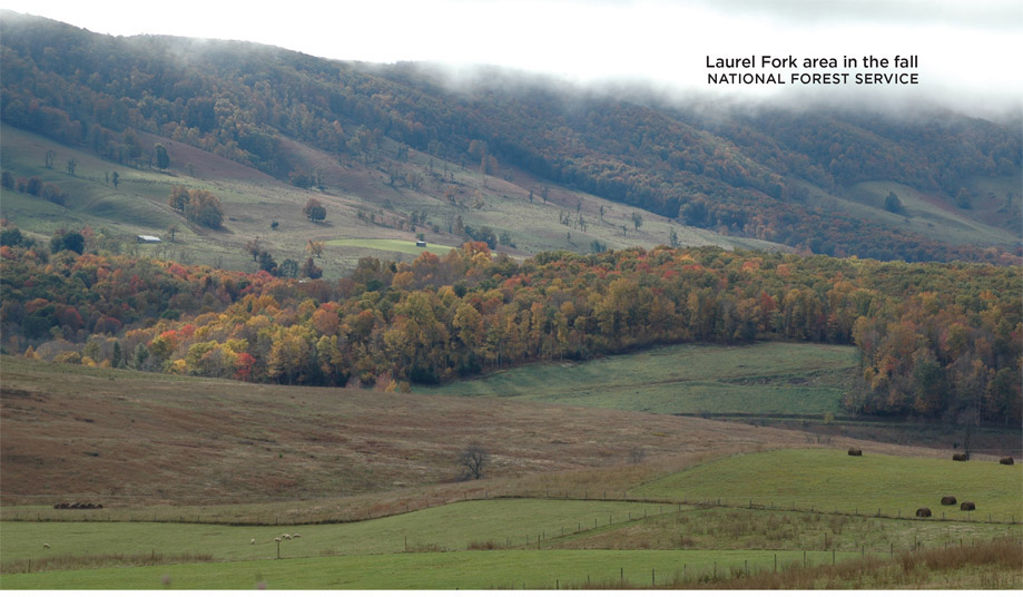 Laurel Fork area in the fall NATIONAL FOREST SERVICE