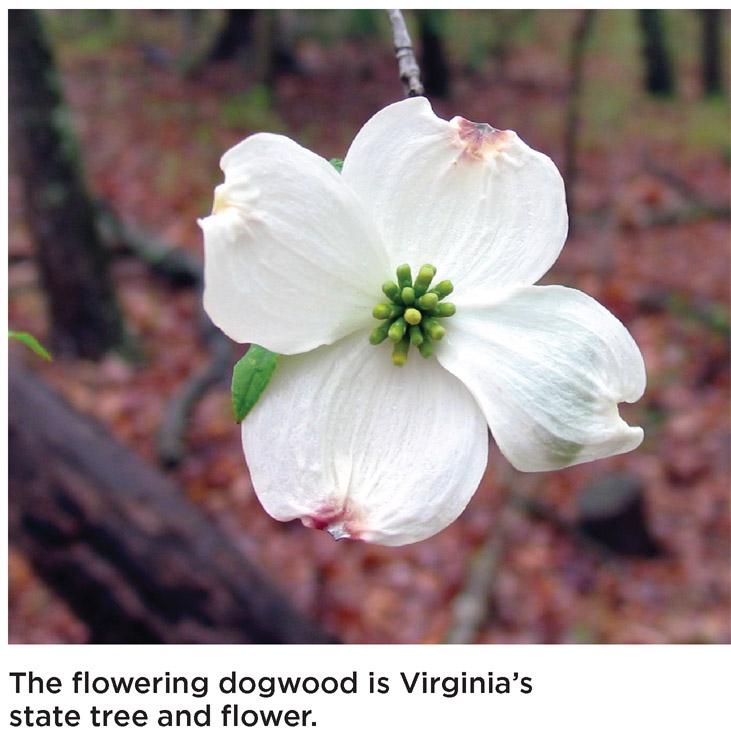 The flowering dogwood is Virginia’s state tree and flower.