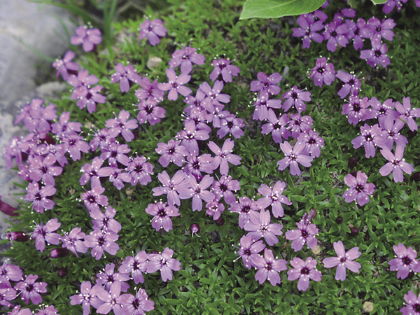 Moss_Campion_nps.tif