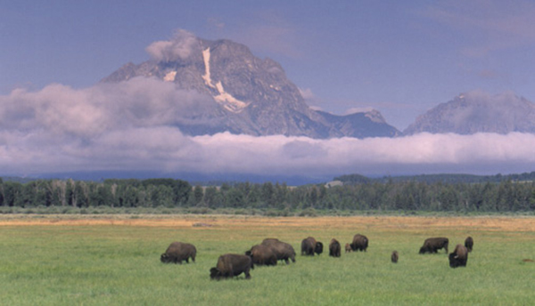 bison_mt_moran.tif