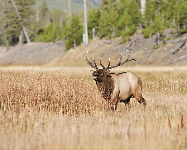 elk_62197675.tif