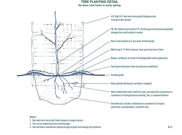 5-10_Tree_Planting_Detail.tif