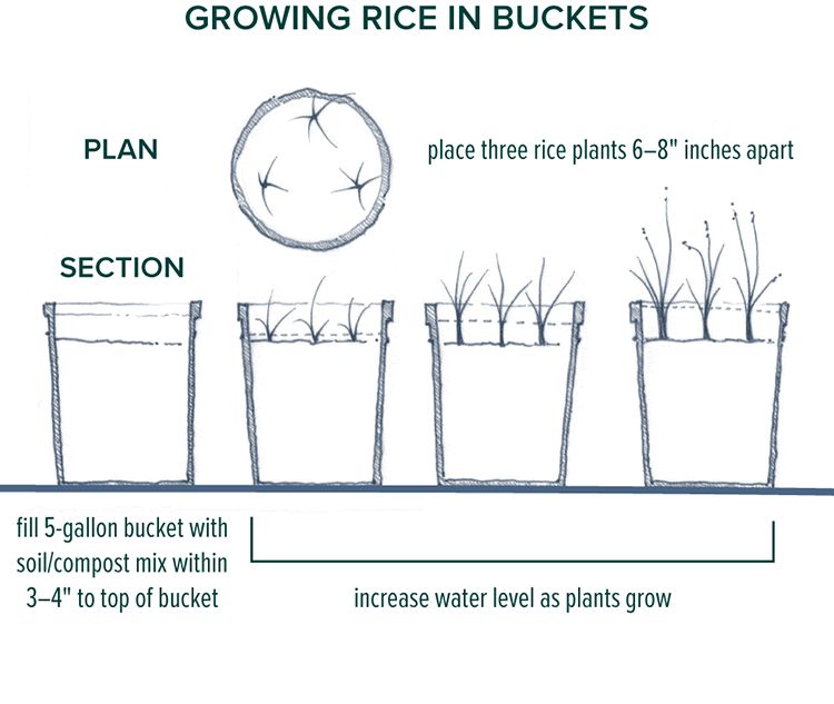 5-19_Rice_in_Buckets.tif