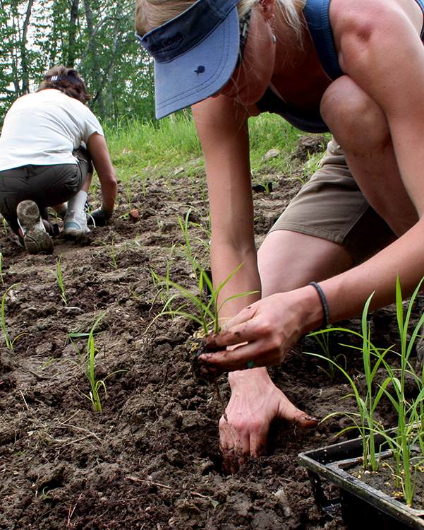 5-24_Rice_Planting.tif