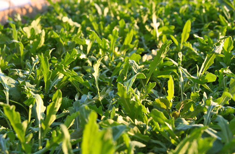 5-39_Arugula_Bed.tif