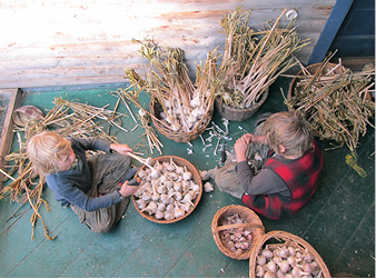 05-19boysgarlic.tif