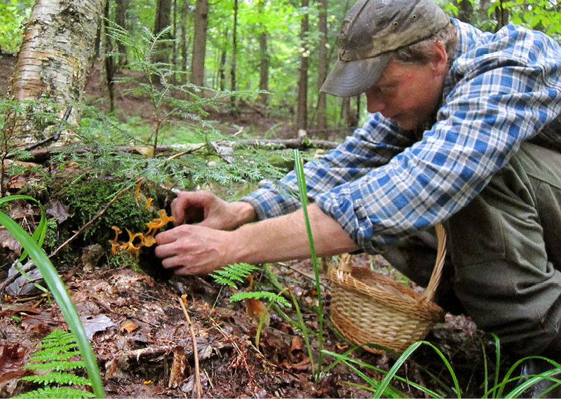 08-19pickingchanterelles.tif