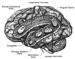 LanguageCutAway.jpg