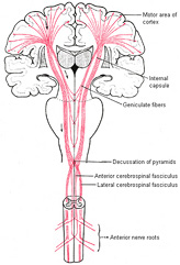 CorticoSpinaltract1007.jpg