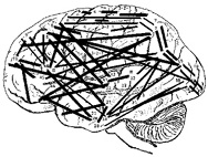 FrontalLobePathways44.jpg