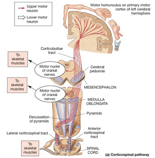 Pyramidaltract.jpg