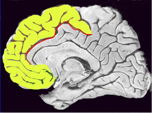 MedialFrontalLobe8634.jpg