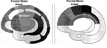 Striatum345.jpg